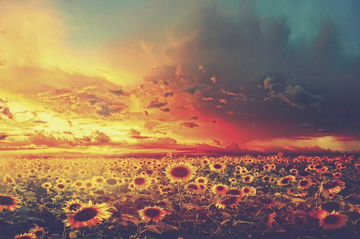 Your Appreciation Will Heal Her | Almine & Original Ones