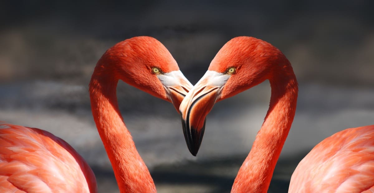Eight Principles of Divine Compassion | Almine & Original Ones