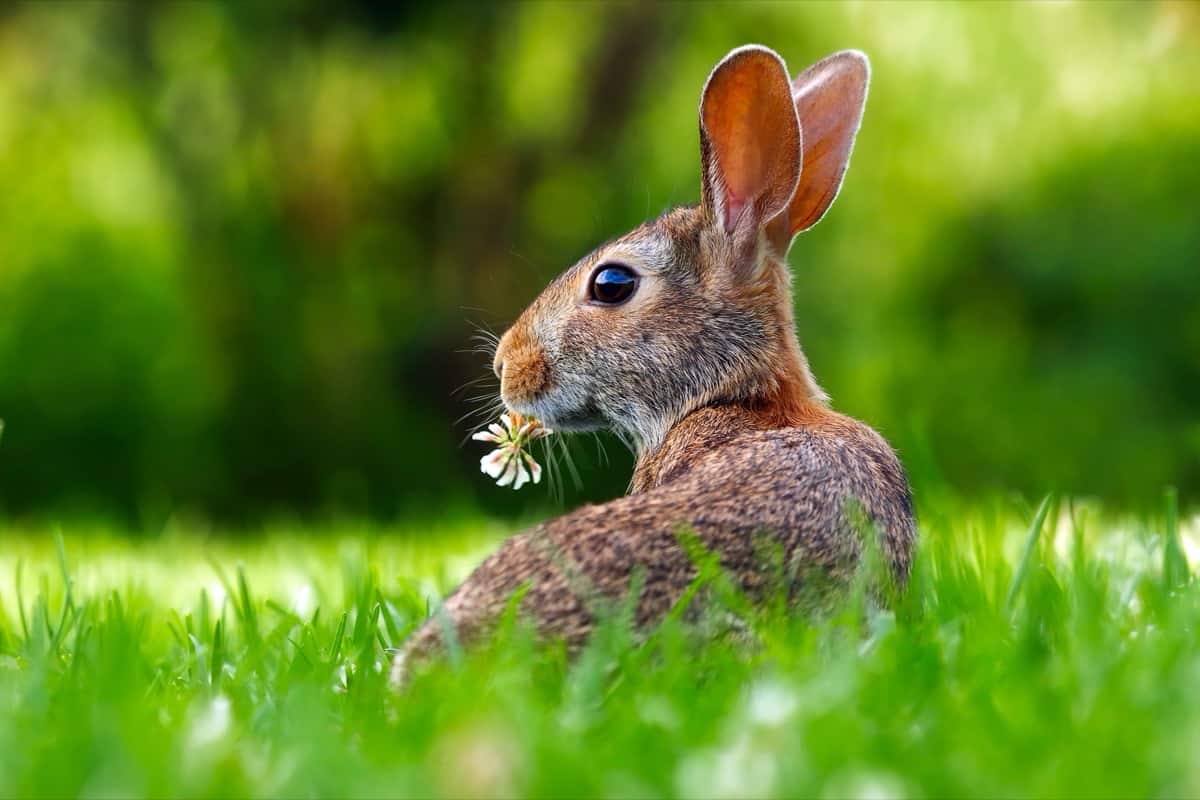 Happy Easter! | Almine & Original Ones